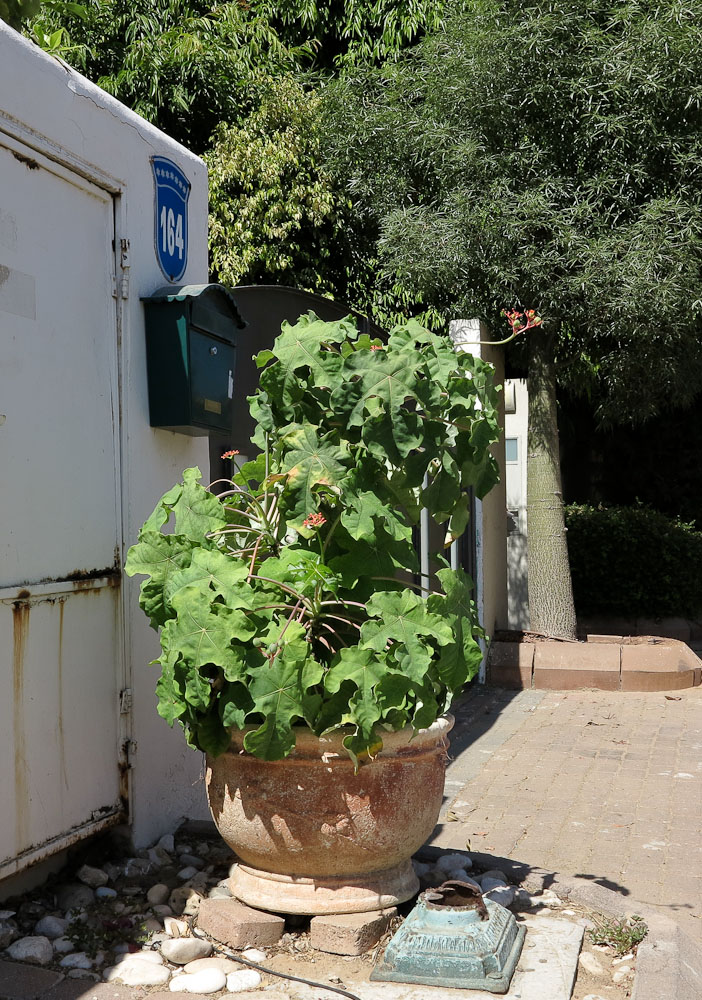 Image of Jatropha podagrica specimen.