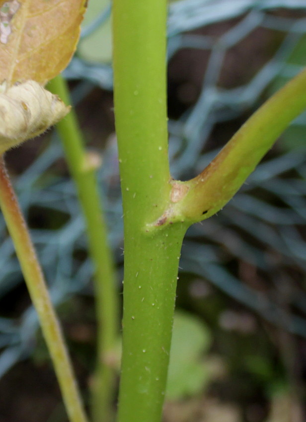 Image of Hibiscus esculentus specimen.