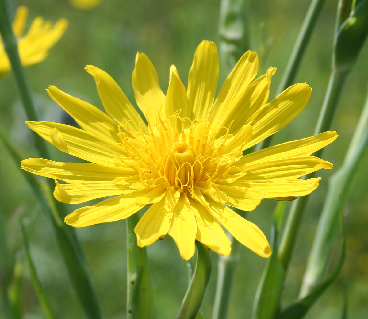 Изображение особи Tragopogon orientalis.