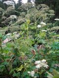 Heracleum sosnowskyi