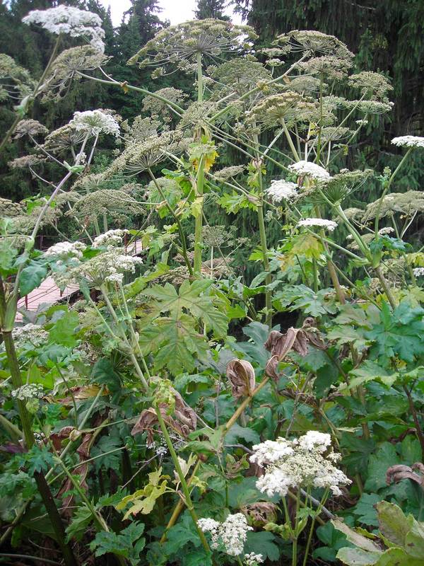 Image of Heracleum sosnowskyi specimen.