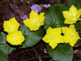 Lysimachia nummularia