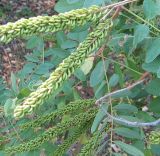 Amorpha fruticosa