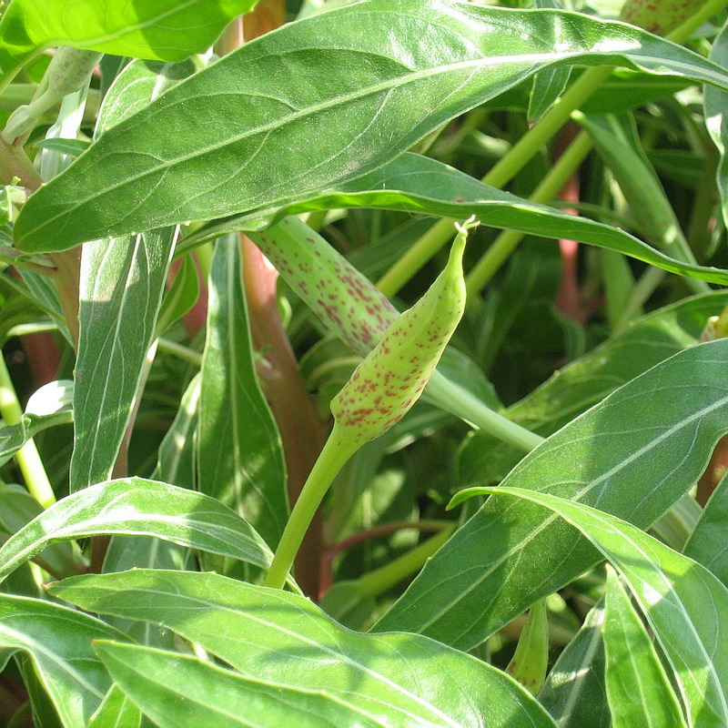 Image of Oenothera macrocarpa specimen.