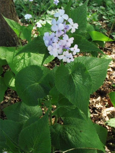 Image of Lunaria rediviva specimen.