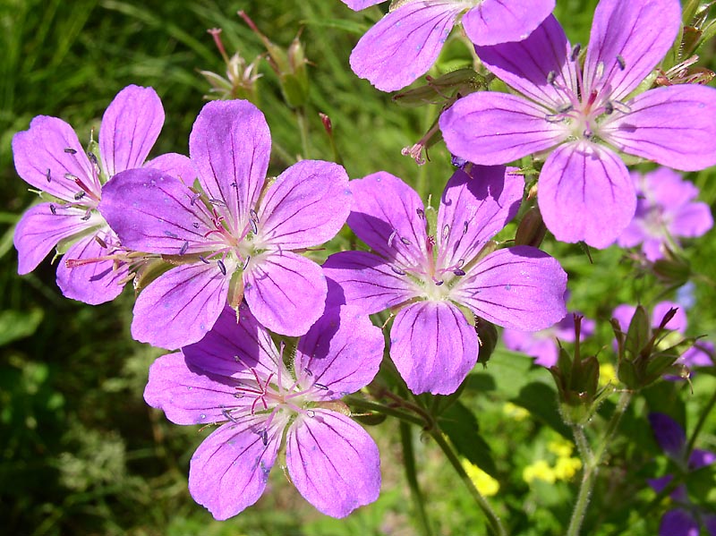Image of Geranium sylvaticum specimen.