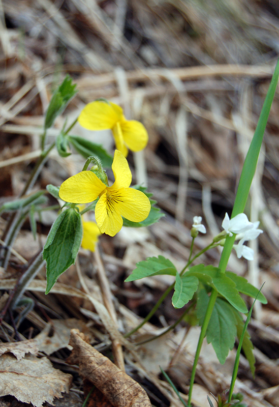 Image of Viola uniflora specimen.