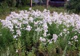 Saponaria officinalis