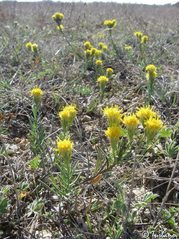 Изображение особи Galatella linosyris.