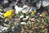 Medicago saxatilis