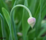 Allium nutans