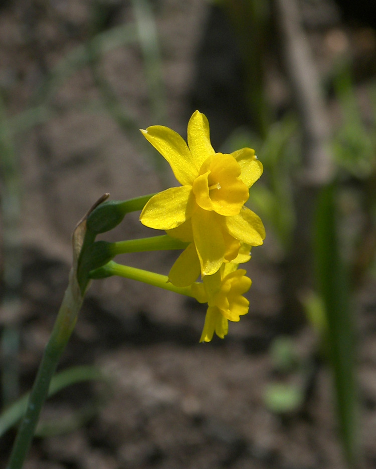 Image of Narcissus jonquilla specimen.