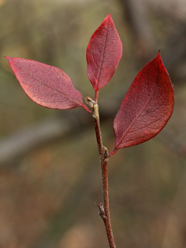 Image of Cotoneaster lucidus specimen.