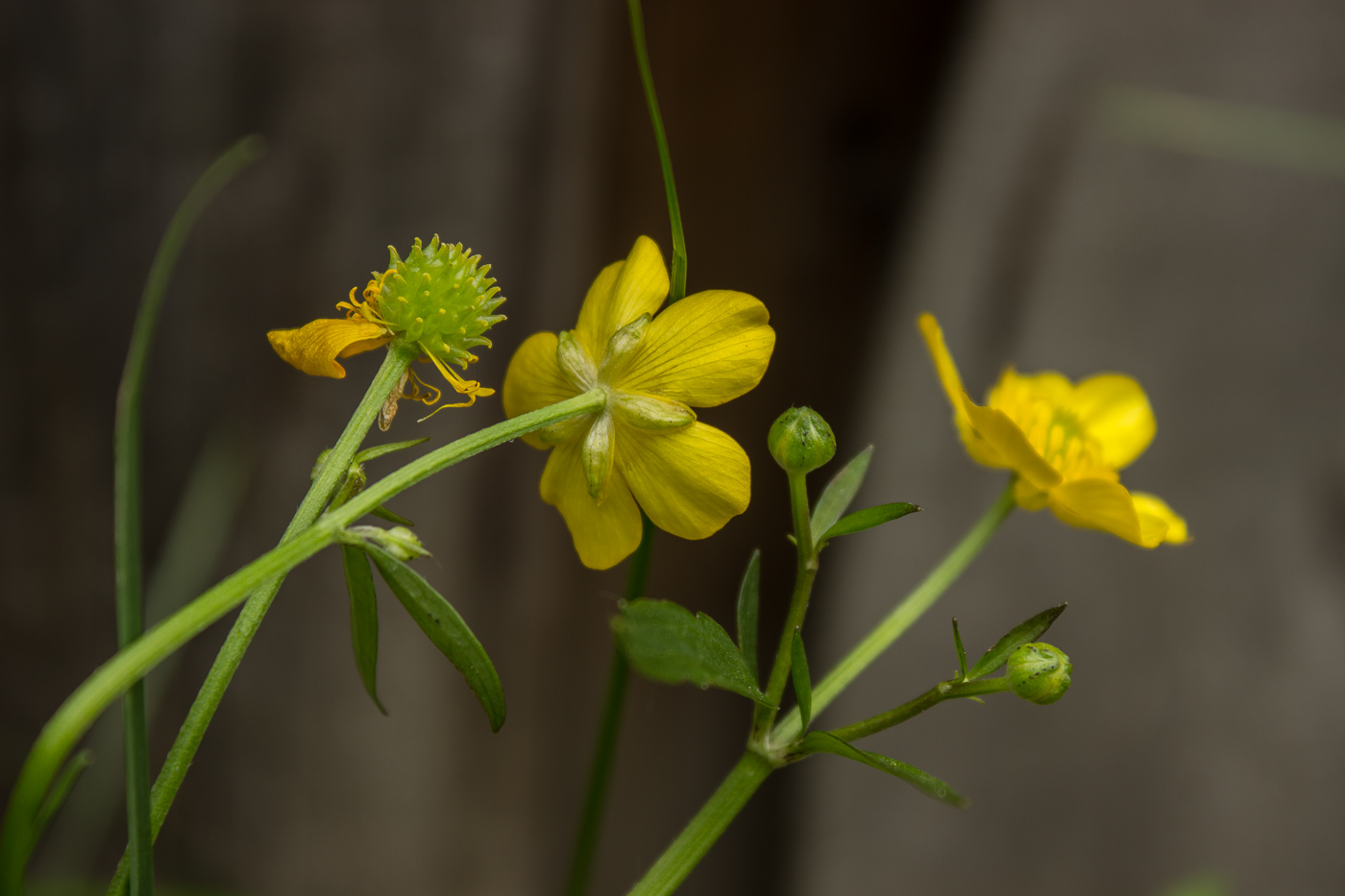 Изображение особи Ranunculus repens.