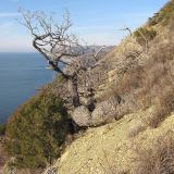Изображение особи. Автор - Татьяна Винокурова
