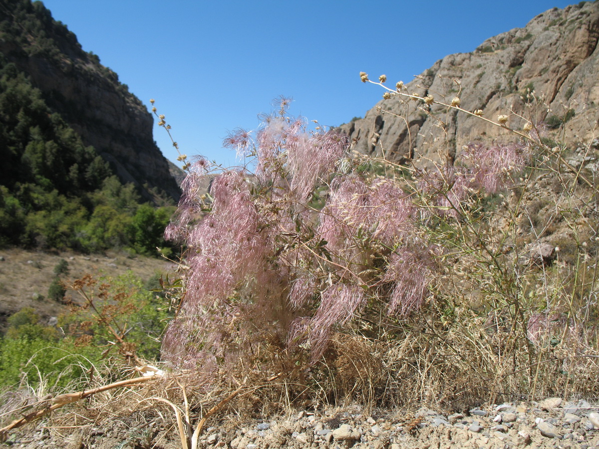 Image of Clematis orientalis specimen.