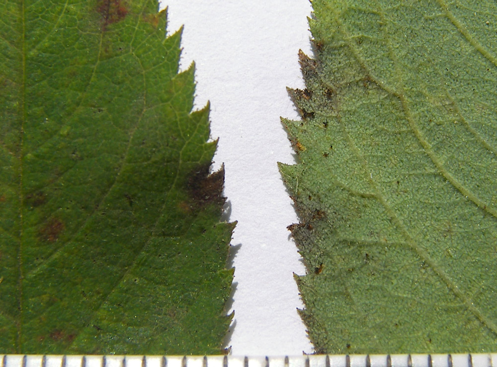 Image of Rosa villosa specimen.