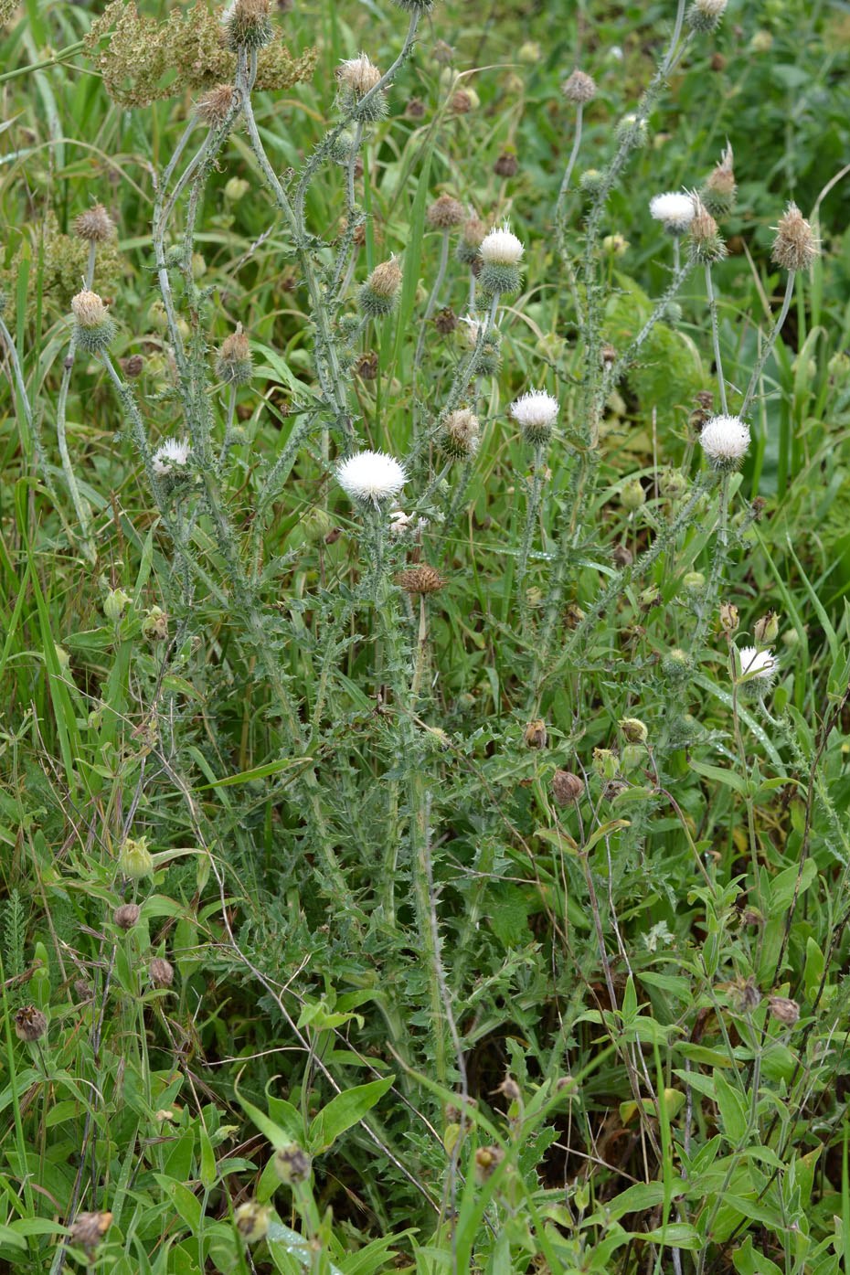 Image of Carduus uncinatus ssp. davisii specimen.