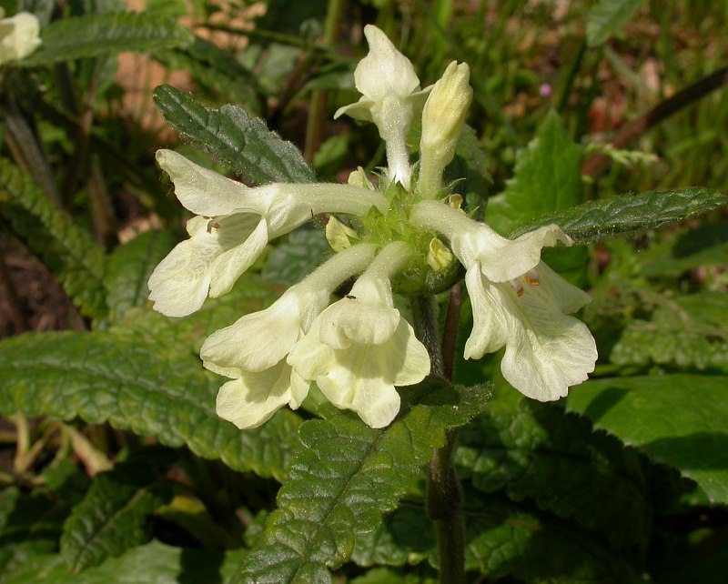 Image of Betonica nivea specimen.