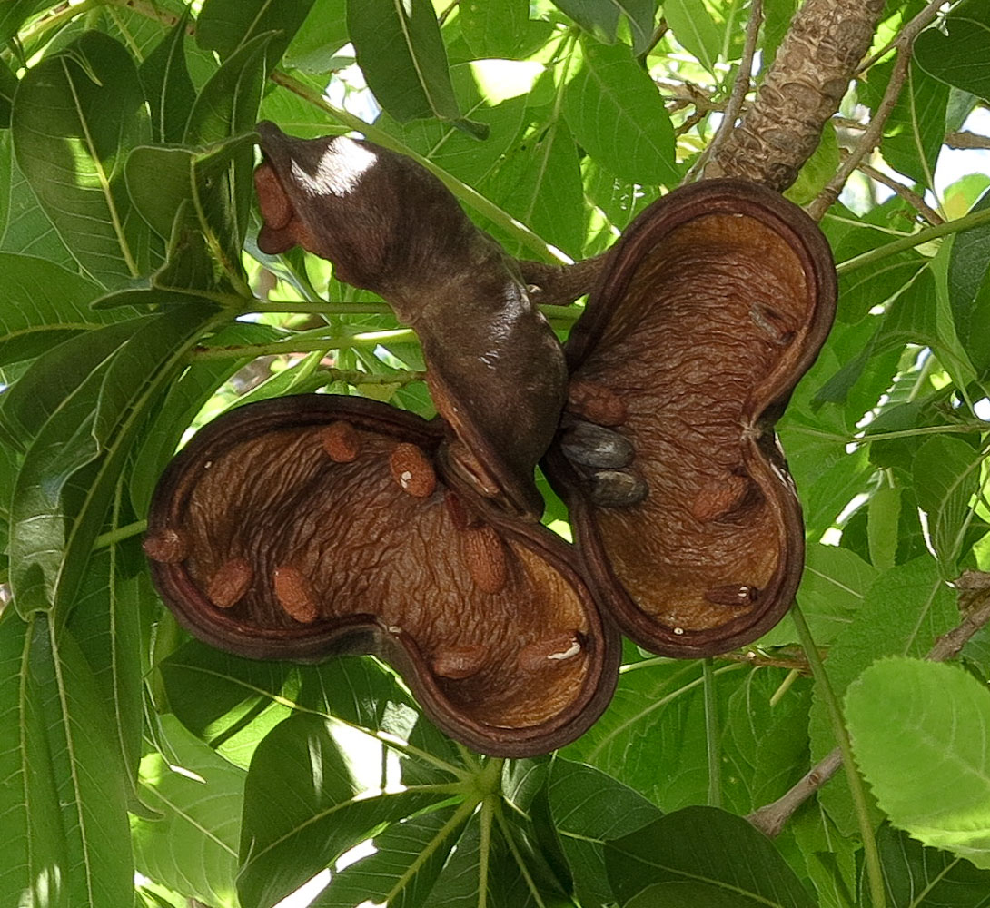 Изображение особи Sterculia foetida.