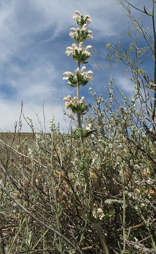 Image of Phlomoides iliensis specimen.