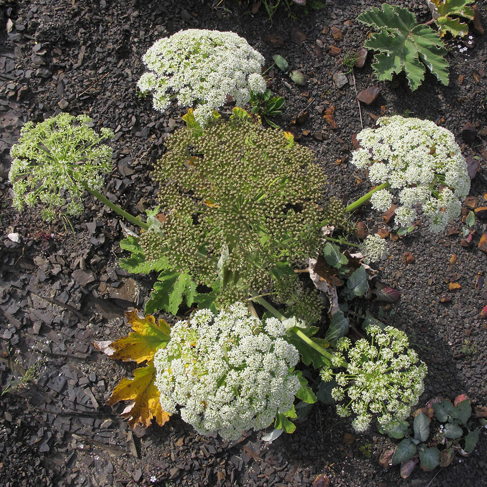 Image of Heracleum leskovii specimen.