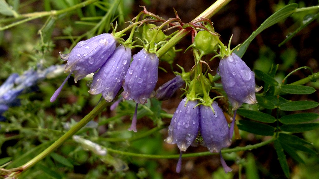 Image of Adenophora verticillata specimen.