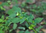 Physalis angulata. Верхушка побега с незрелыми плодами. Андаманские острова, остров Северный Андаман, окр. г. Диглипур, у дороги. 09.01.2015.