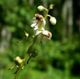 Pyrola rotundifolia