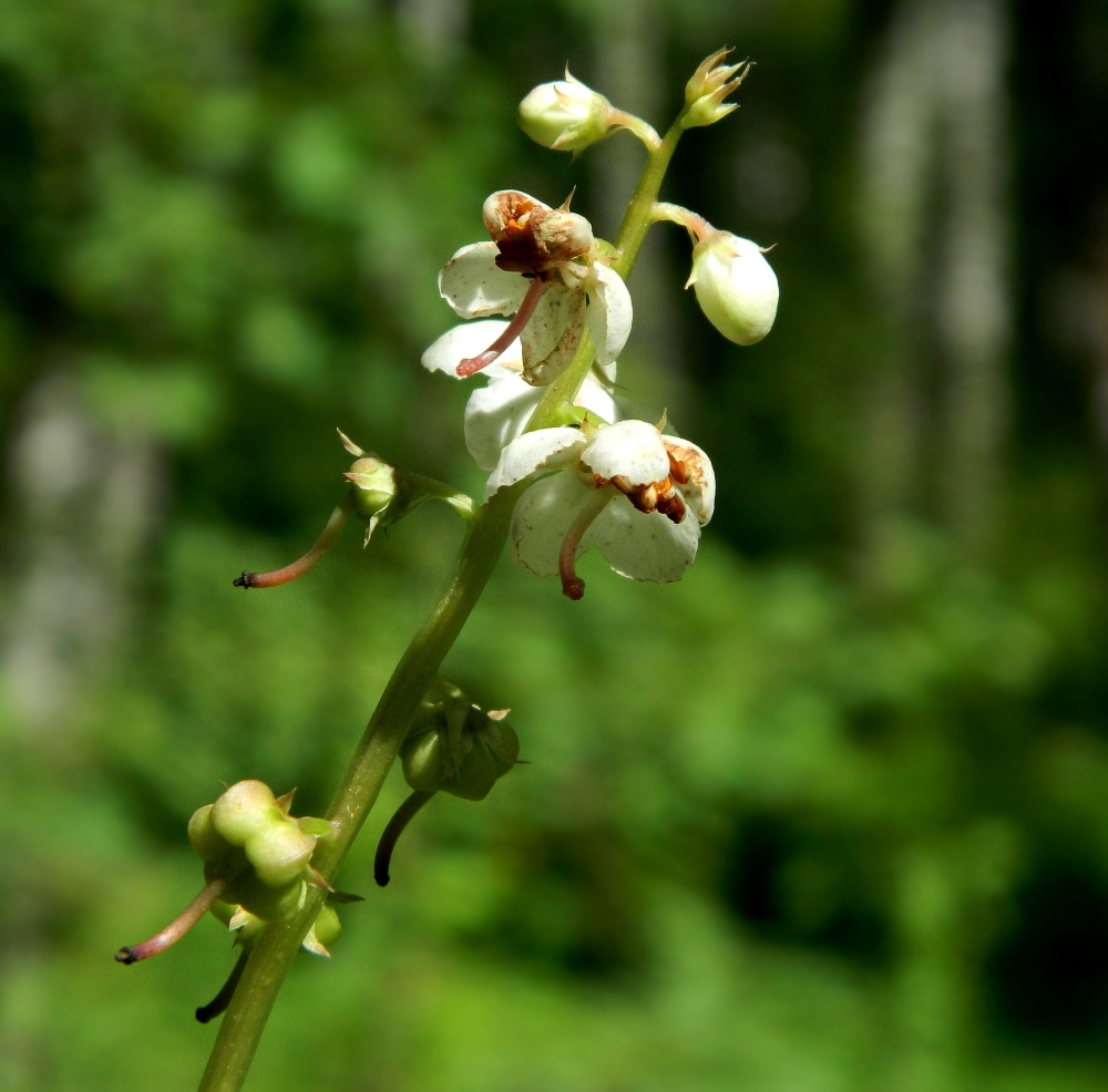 Image of Pyrola rotundifolia specimen.