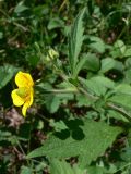Geum aleppicum. Верхушка побега с цветком и бутоном. Челябинская обл., окр. г. Челябинск, Золотая горка, разнотравная поляна в берёзовом лесу. 05.07.2014.