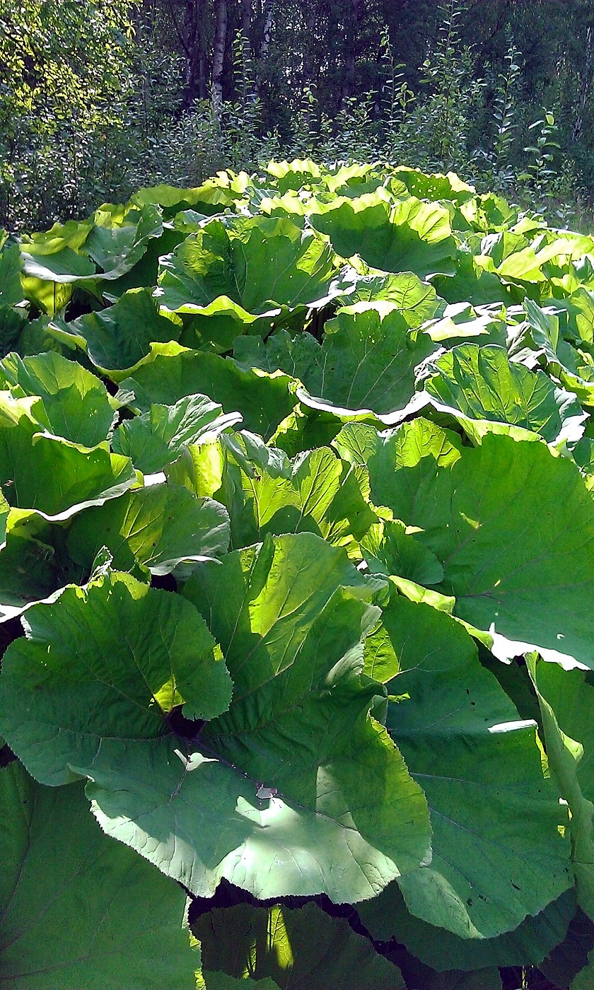 Image of Petasites hybridus specimen.