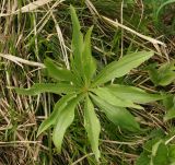 Lilium pilosiusculum. Верхушка молодого растения. Восточный Казахстан, Глубоковский р-н, окр. с. Тарханка, восточный склон сопки. 13.05.2015.