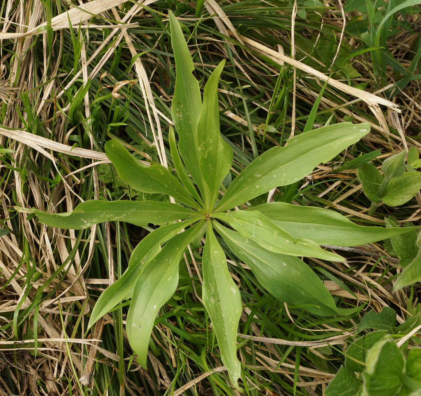 Image of Lilium pilosiusculum specimen.