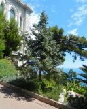 Picea form glauca
