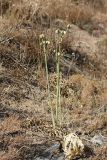 Ungernia sewerzowii. Плодоносящее растение. Южный Казахстан, горы Алатау (Даубаба), сев.-вост. склон вершины 1734, ~1550 м н.у.м. 15.08.2014.