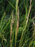 Deschampsia cespitosa