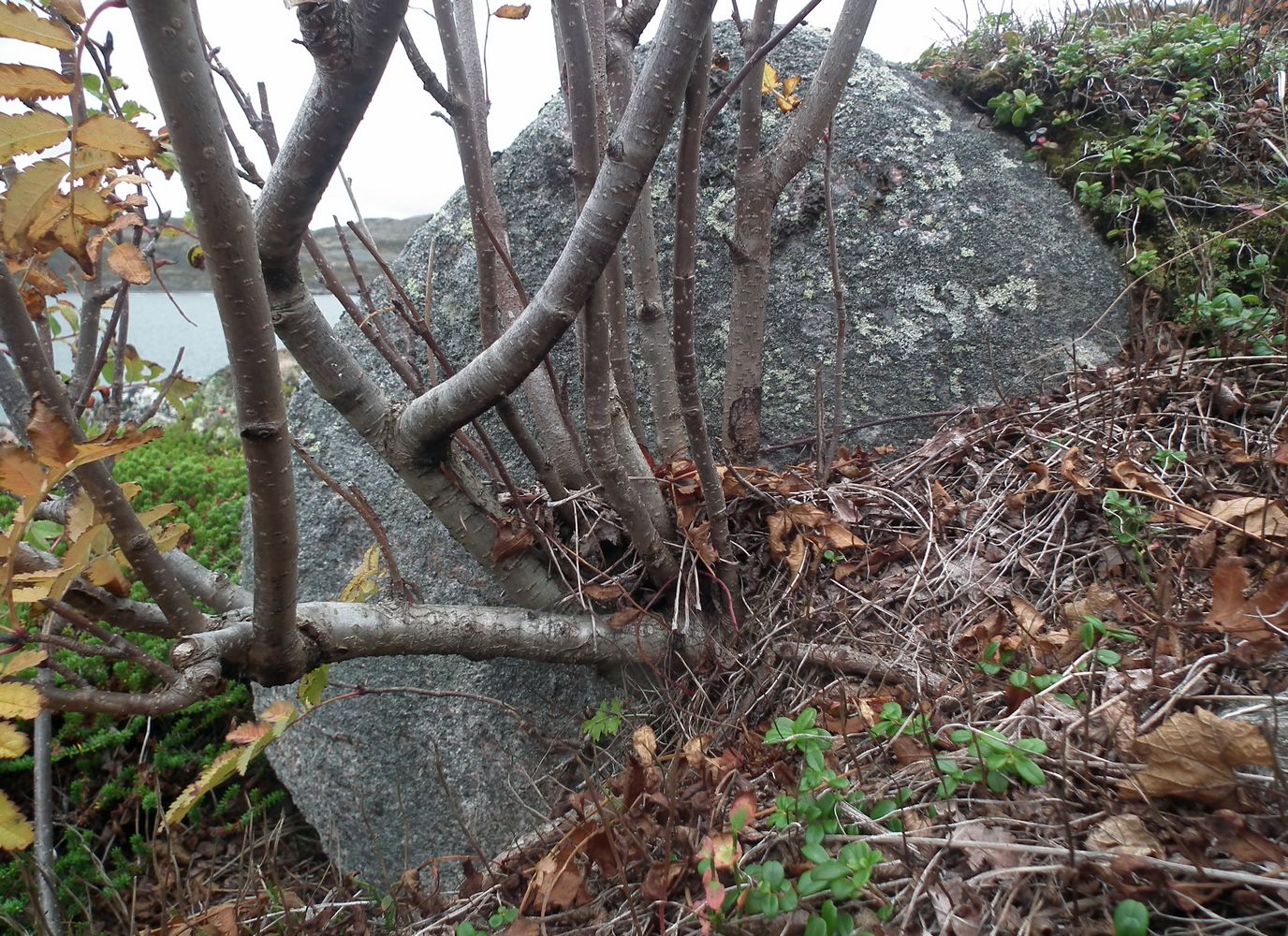 Image of Sorbus aucuparia ssp. glabrata specimen.