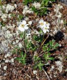 Anemonastrum sibiricum. Цветущее растение. Бурятия, Окинский р-н, перевал Черби (выс. около 2400 м н.у.м.), горная тундра. 10.07.2015.