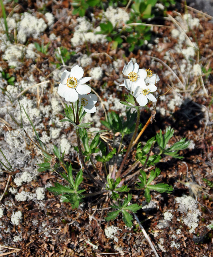 Image of Anemonastrum sibiricum specimen.