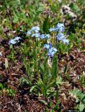 genus Myosotis