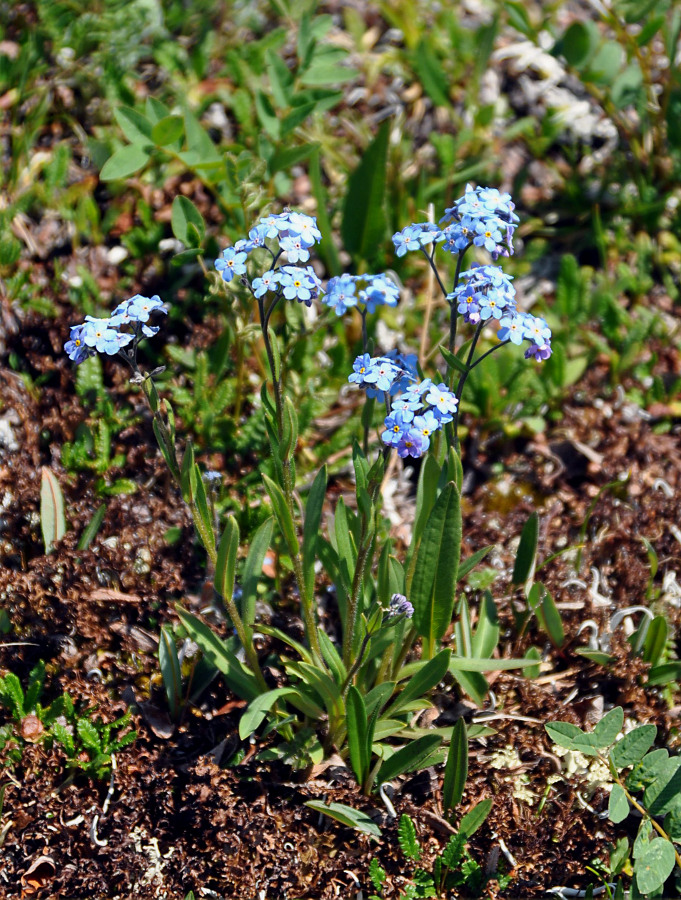 Изображение особи род Myosotis.