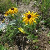 Rudbeckia hirta