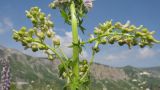 Aconitum orientale. Часть побега с бутонизирующими соцветиями. Адыгея, Кавказский биосферный заповедник, гора Гузерипль, субальпийский луг на вершине горы, ≈ 2150 м н.у.м. 26.07.2015.