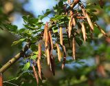 Caragana arborescens. Часть ветви со зрелыми плодами. Санкт-Петербург. 12.09.2009.г.