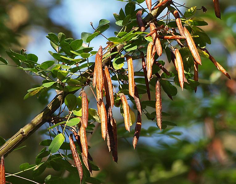 Изображение особи Caragana arborescens.