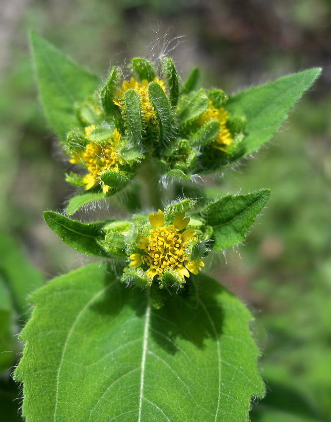 Изображение особи Sigesbeckia orientalis.