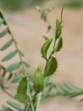 Astragalus schmalhausenii