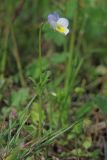 Viola hymettia. Цветущее растение. Крым, Бахчисарайский р-н, гора Тепе-Кермен. 18.04.2016.