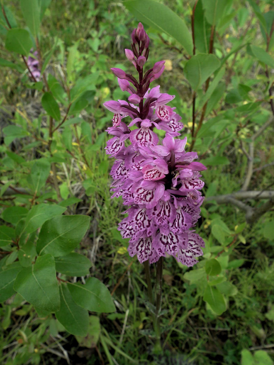 Image of Dactylorhiza psychrophila specimen.